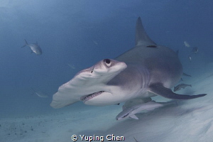 Hammerhead Shark by Yuping Chen 